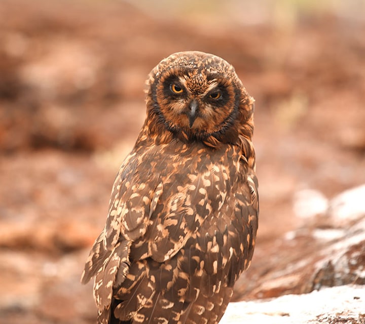 Galapagos Owl makes serious eye contact with photographer for an upclose photo opportunity