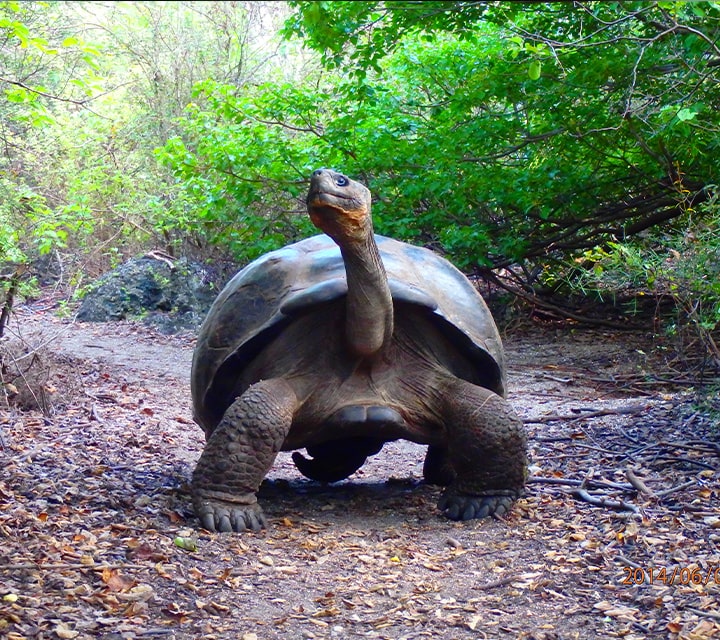 Giant Tortoise sits in the middle of a trail in the Galapagos Islands for a focal point photo opportunity