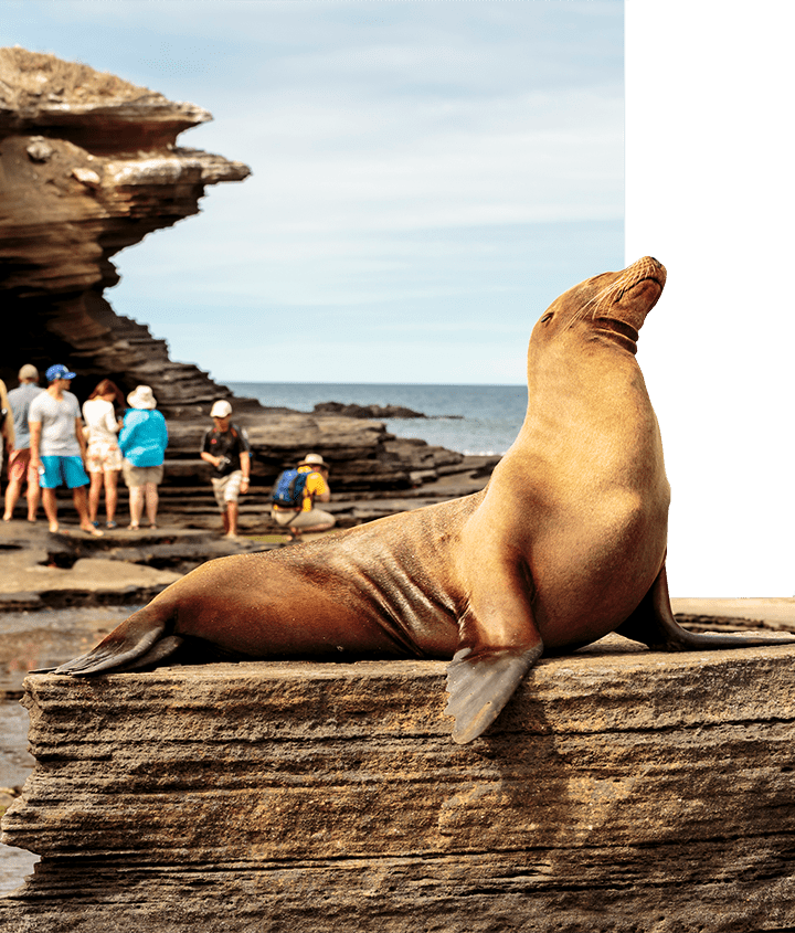Sun bathing Galapagos Sea Lion Galapagos Sea Lion posing and sunbathing on a rock in the Galapagos next to a small-group of explorers