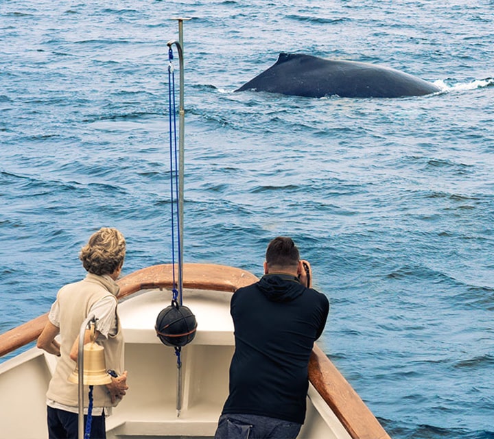 Explorers on the bow of a Galapagos yacht whale watching