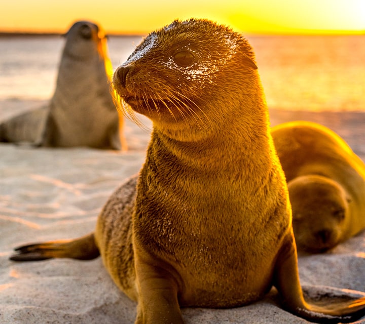 Galapagos Sea Lions and pup with a heart nose sitting during sunset on beach