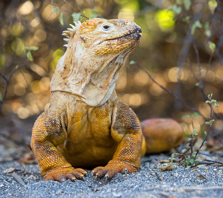 Land Iguana stanced up A land iguana standing still, ready for matin season in the Galapagos