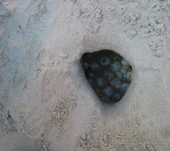Green Sea Turtle nest found dug in a Galapagos beach