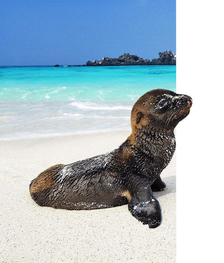 Galapagos Sea Lion pup Galapagos Sea Lion pup on a white sand beach in the Galapagos Islands