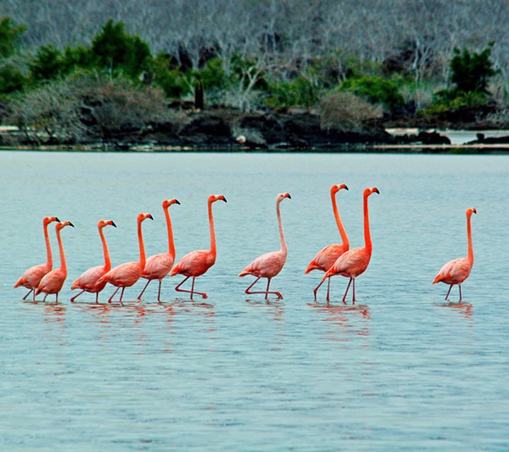 Pat of Flamingos, Galapagos Islands A pat of Flamingos walking together in the Galapagos Islands