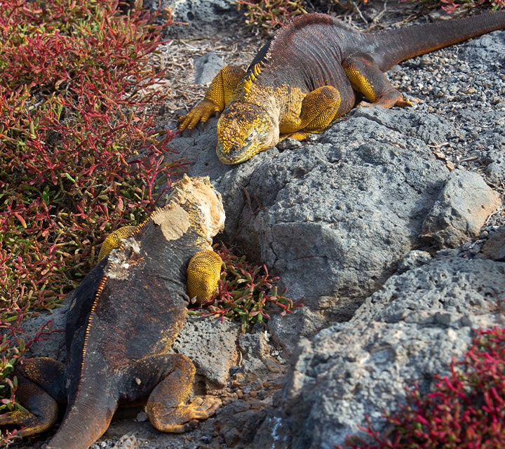 Galapagos Land Iguanas fighting for superiority over female mating season