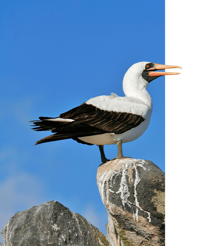 Nazca Booby in April Nazca Booby, perched on a pillar shrouded in blue sky, Galapagos Islands