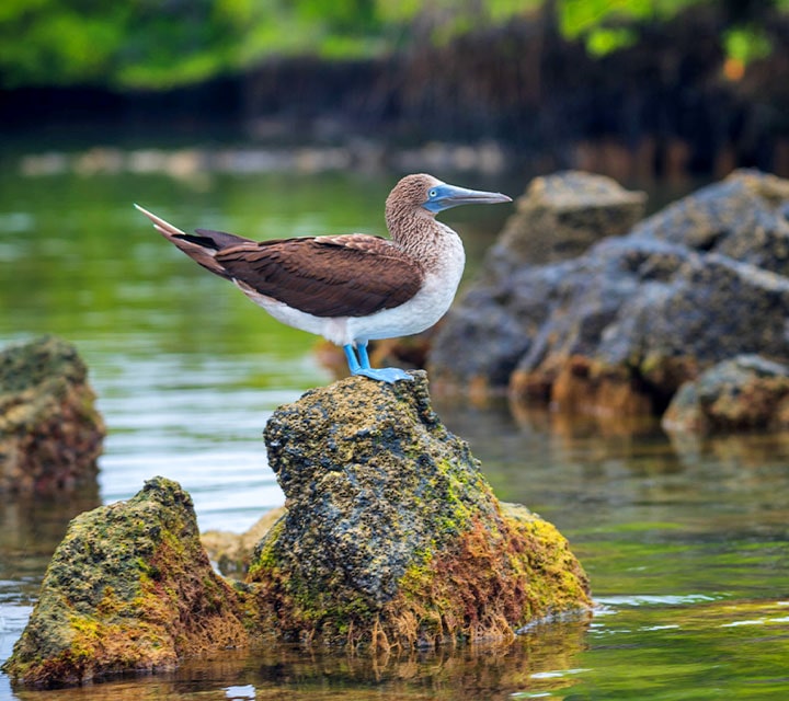 Blue footed Booby in Galapagos