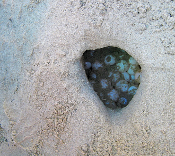 Green Sea turtle eggs incubating in the sands of the Galapagos Islands beaches