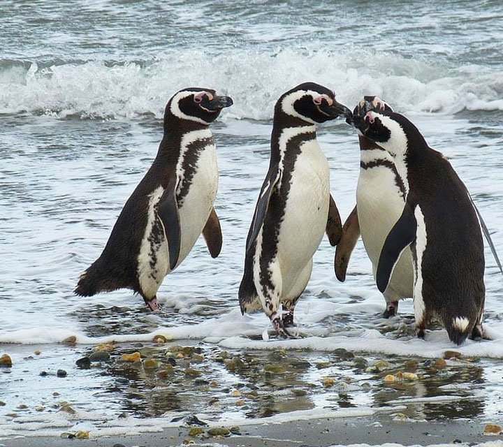 Four penguins waddling out of the ocean