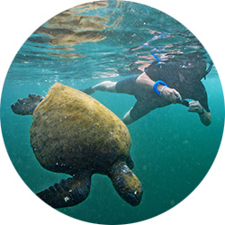 Snorkeling Galapagos Islands