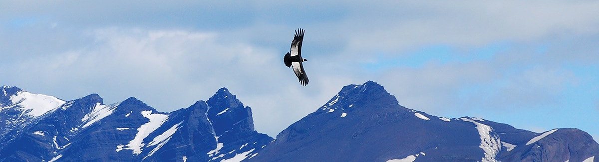 Bird Watching in Patagonia