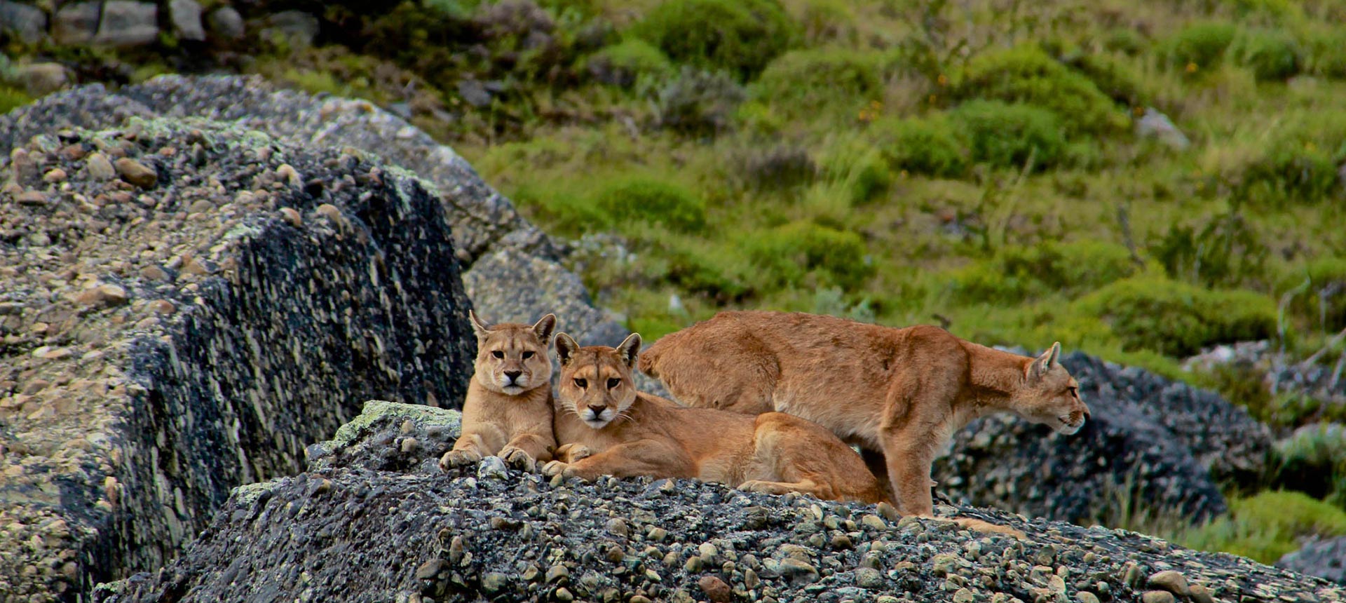 puma trekking