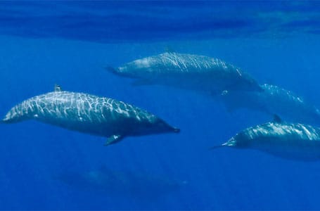 Galapagos Beaked Whales