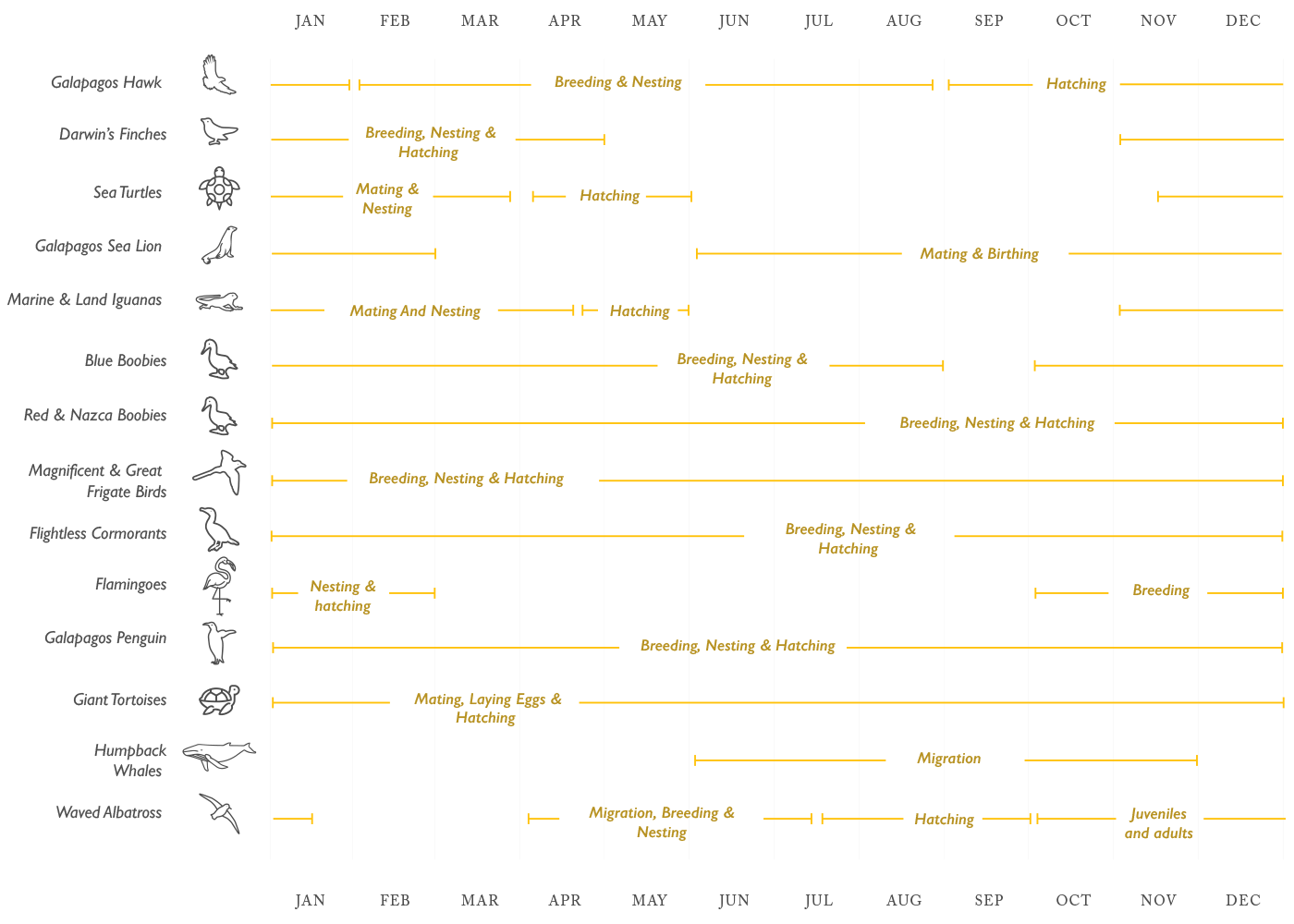 Galapagos Islands Wildlife Seasonality Animal Migration, Breeding, Nesting, Birthing & Hatching Seasons in the Galapagos Islands