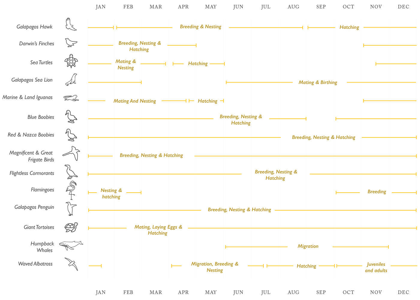 Animal Migration, Breeding, Nesting, Birthing & Hatching Seasons in the Galapagos Islands
