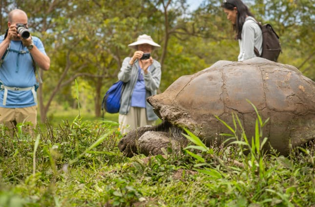 Travelers walking amongst Giant Galapagos Tortoises in the Galapagos