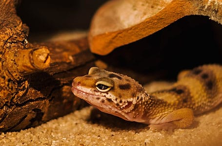 Galapagos Gecko