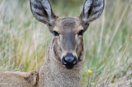 Huemul Deer