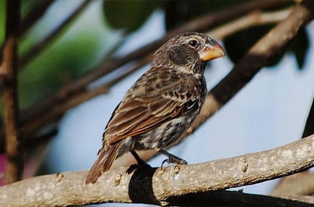 Galapagos Large Ground Finch