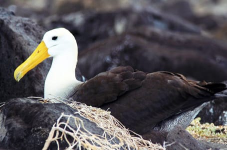 November in the Galapagos