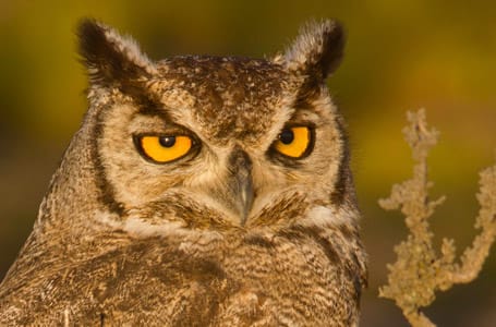 Magellanic Horned Owl