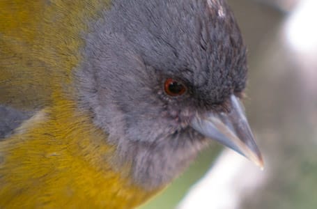 Patagonian Sierra Finch