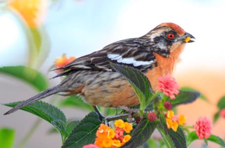 Rufous Tailed Plantcutter