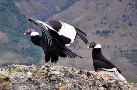 Patagonian Andean Condor