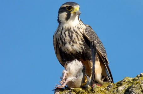 Aplomado Falcon