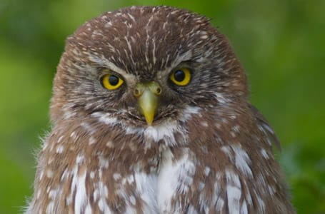 Austral Pygmy Owl