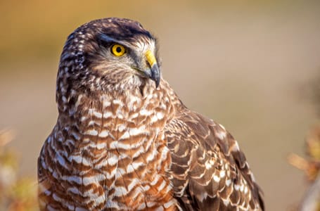 Cinereous Harrier