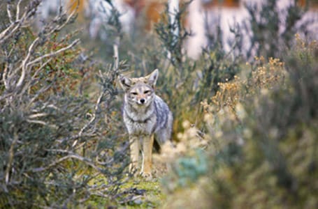 Patagonian Culpeo Fox