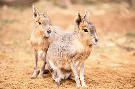 Patagonian Mara