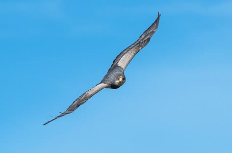 Patagonian Peregrine Falcon
