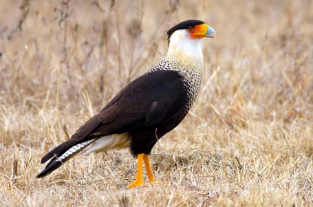 Southern Crested Caracara