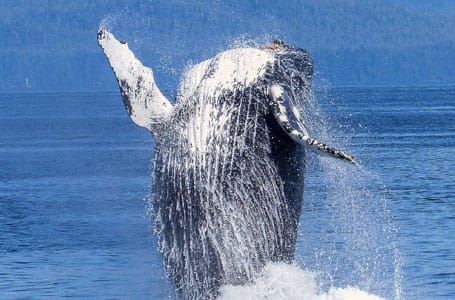 Galapagos Rorqual Whales
