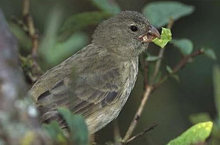 Galapagos Vegetarian Finch