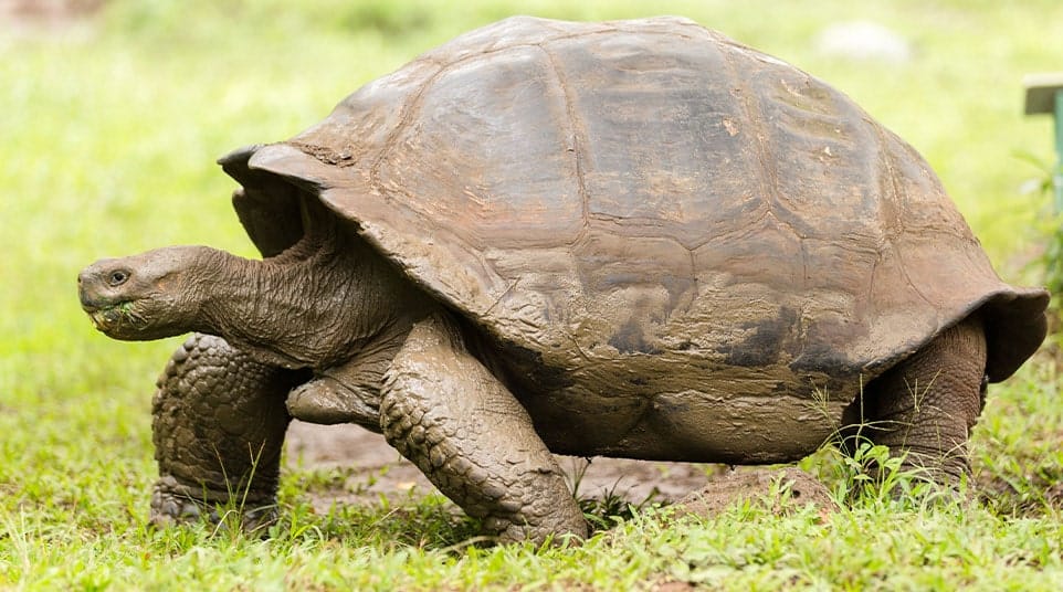 Galapagos Giant Tortoises - The Giant Saddle Back Tortoise