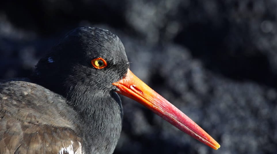 American Oystercatcher American Oystercatcher in the Galapagos Islands