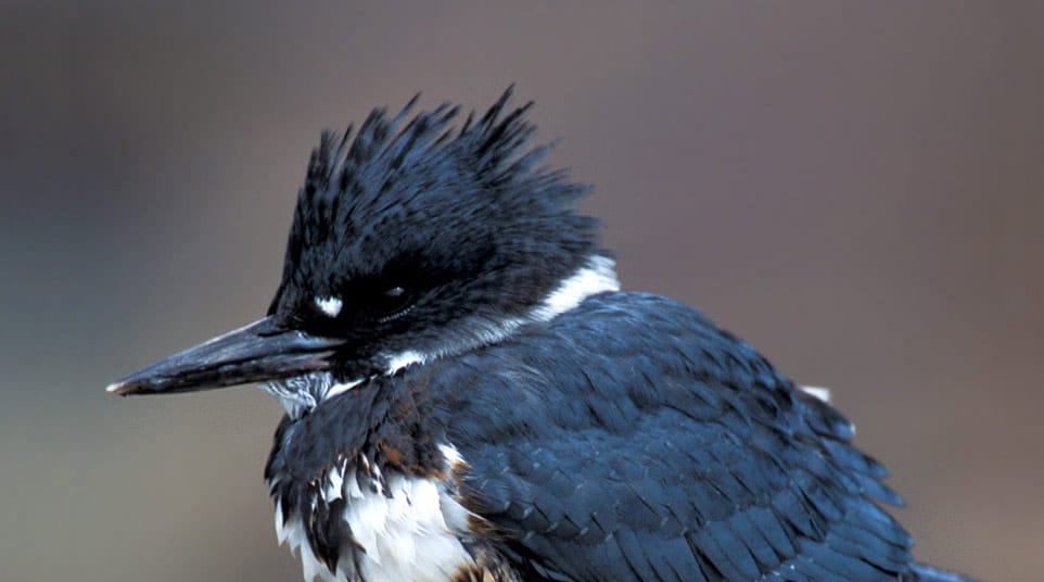 Up-close shot of a Galapagos Belted Kingfisher