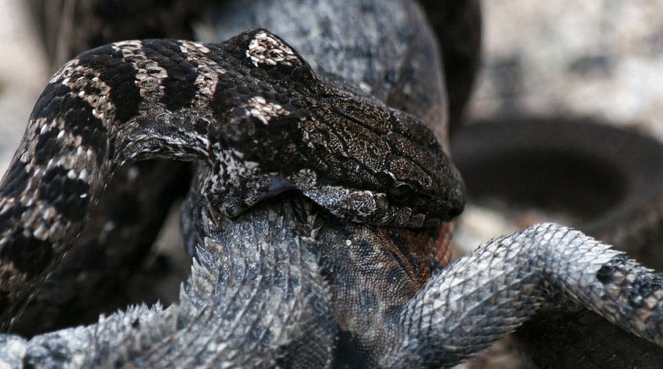 Galapagos Fernandina/Isabela Snake
