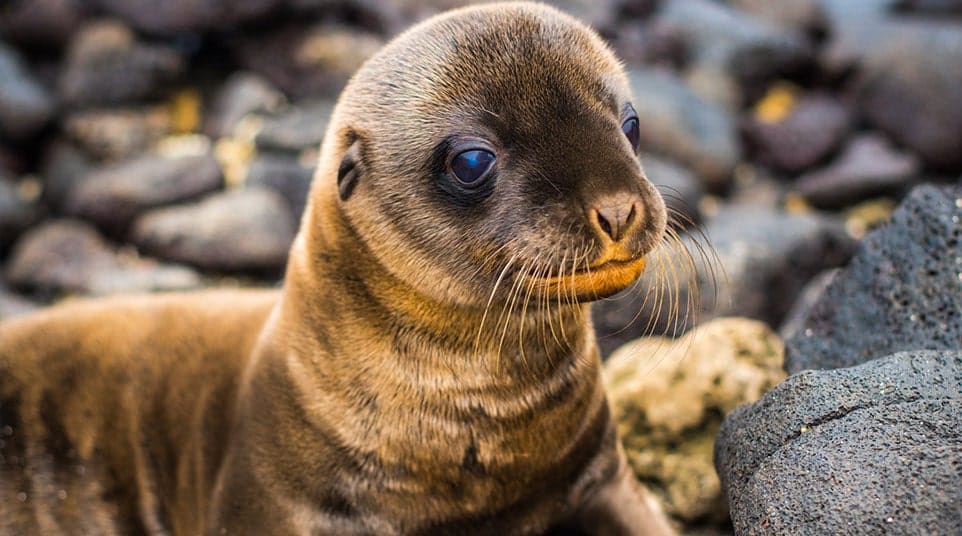 Galapagos Fur Seal