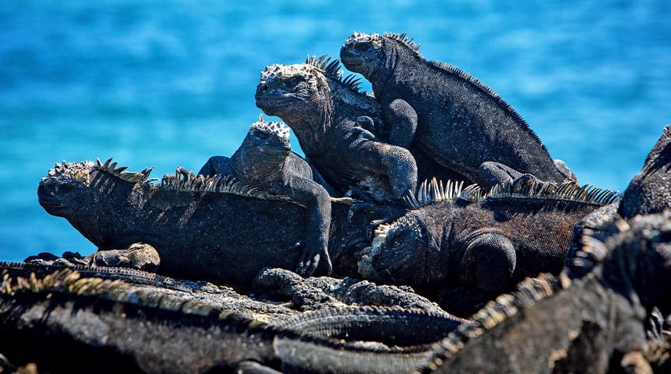 Galapagos Marine Iguanas 