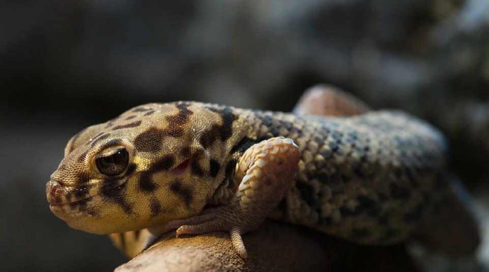Upclose gecko in the Galapagos Islands