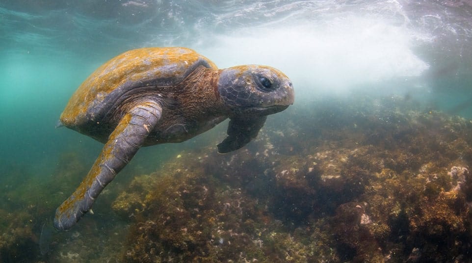 Galapagos Green Sea turtle