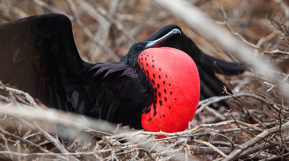Magnificent Frigatebird Magnificent Frigatebird