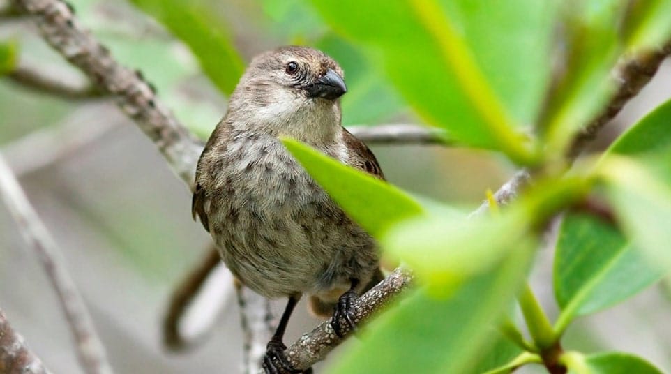 Galapagos Mangrove Finch