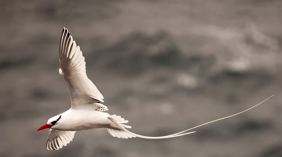 Galapagos Red-billed Tropicbird