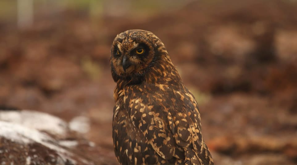 Short Eared Owl